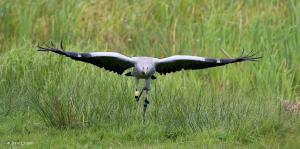 White Yellow Black taking off
